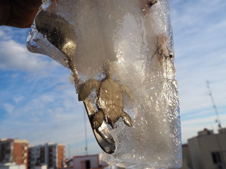 Lee más sobre el artículo Dinosaurios atrapados en el hielo