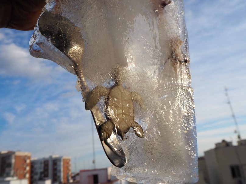 Lee más sobre el artículo Dinosaurios atrapados en el hielo