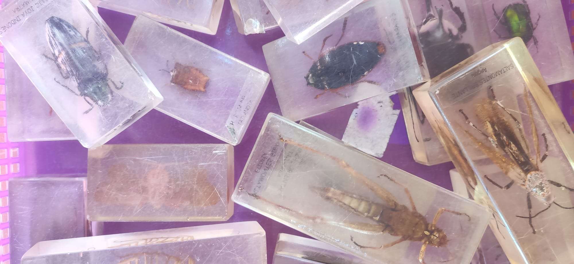 INVESTIGACTIVA INSECTOS taller de ciencia