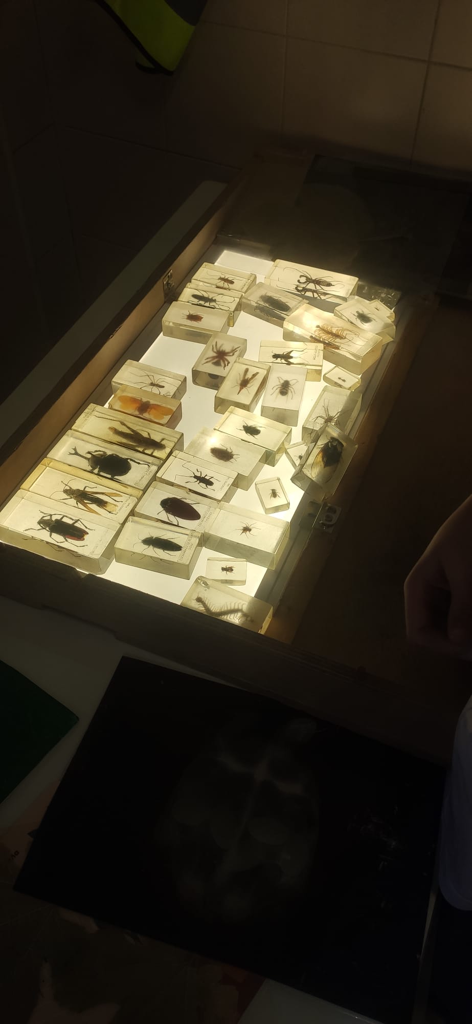 insectos investigactiva