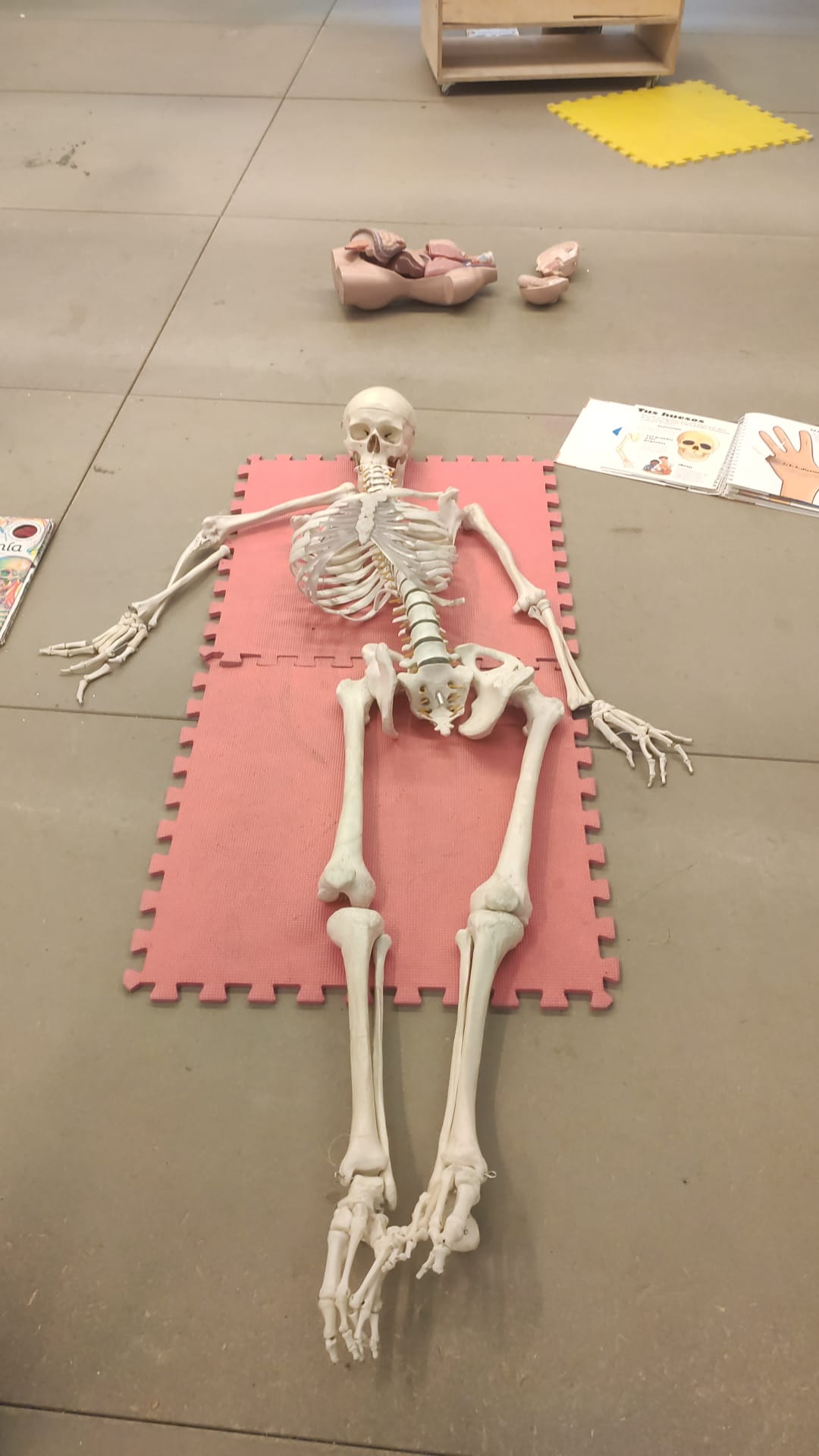 esqueleto humano investigactiva