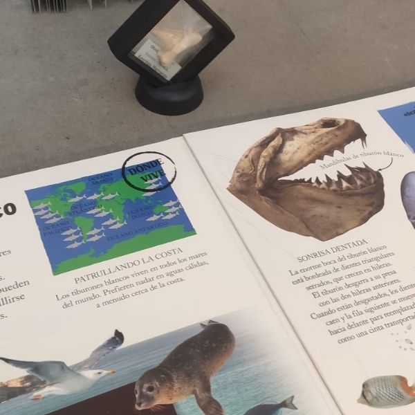 dinosaurios investigactiva
