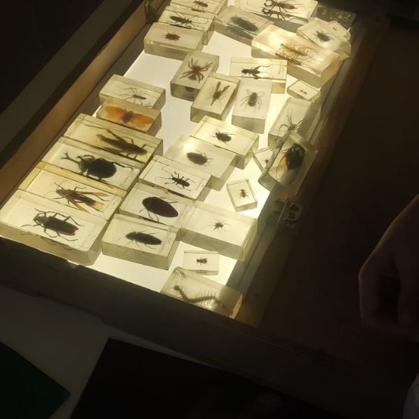 dinosaurios investigactiva