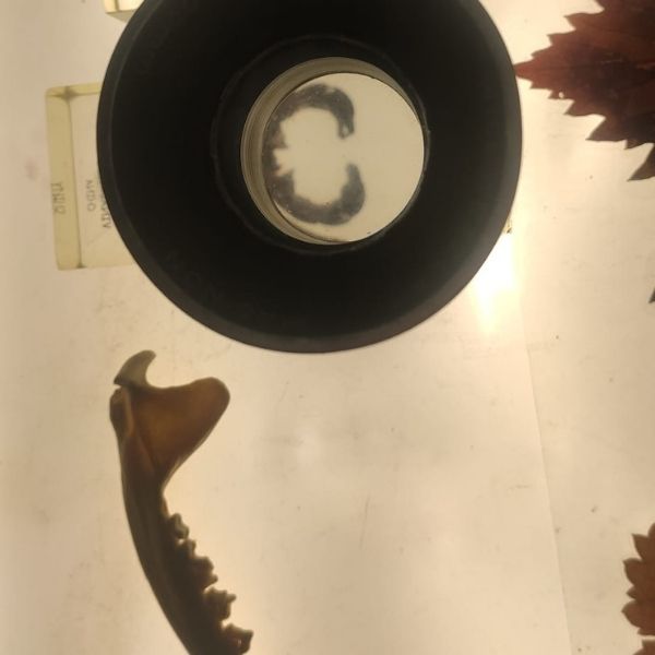 dinosaurios investigactiva